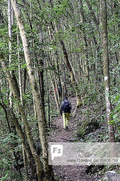 Wanderer gehen am Wanderweg durch einen Wald bei Tilos La Palma Kanaren Spanien Europa