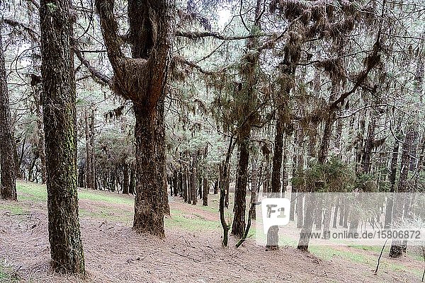 Wald mit Kanarischer Kiefer (Pinus canariensis)  teilweise dicht mit trockenen Nadeln an den Zweigen bedeckt  La Palma  Kanarische Inseln  Spanien  Europa