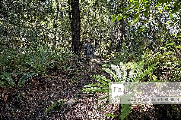 Hikers in the jungle with big ferns  near Lake Rotoroa  Nelson Lakes National Park  Tasman Region  South Island  New Zealand  Oceania