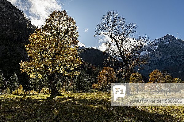 Herbstlicher Ahorn (Acer) im Gegenlicht mit Bergen im Hintergrund  Ahornboden  Hinterriß  Österreich  Europa