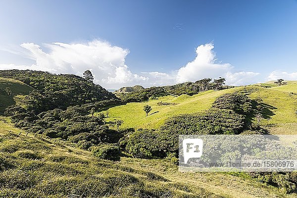 Sanfte Hügel  Schafweiden  nahe Farewell Spit  Golden Bay  Südland  Neuseeland  Ozeanien