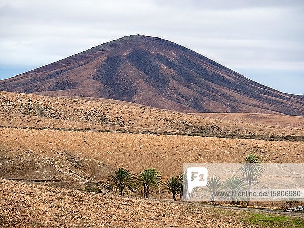 Palmen in kahler Landschaft Fuerteventura Kanaren Spanien Europa