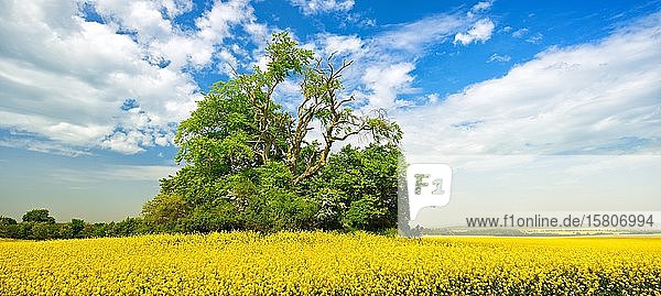 Feldgehölz mit alter Eiche (Quercus) in blühendem Rapsfeld unter blauem Himmel mit Schönwetterwolken im Frühling  Mecklenburgische Schweiz  Mecklenburg-Vorpommern  Deutschland  Europa