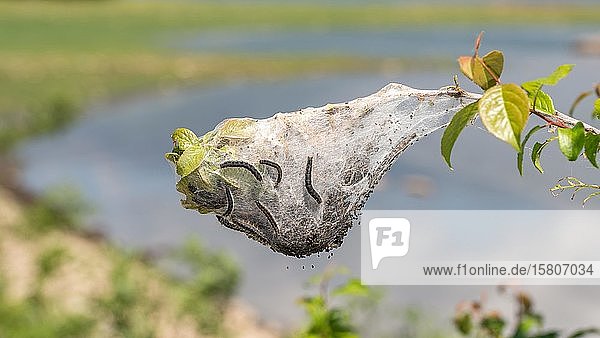 Nest mit Wollafter Raupen (Eriogaster) Serres Griechenland Europa