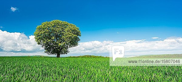 Große solitäre Rosskastanie (Aesculus) auf einer grünen Wiese im Frühling  blauer Himmel mit Wolken  Burgenlandkreis  Sachsen-Anhalt  Deutschland  Europa