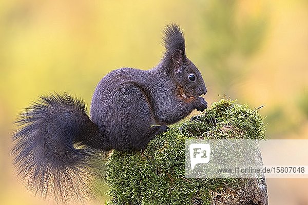 Rotes Eichhörnchen (Sciurus vulgaris)  sitzend auf einem bemoosten Baumstumpf  Tirol  Österreich  Europa