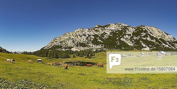 Tote Berge  Herden und Almhütten auf der Tauplitz Alm  Tauplitz  Salzkammergut  Steiermark  Österreich  Europa