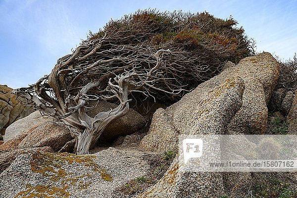 Vom Wind geformter Wacholderbaum (Juniperus) wächst zwischen Felsen Windflüchter Sardinien Italien Europa