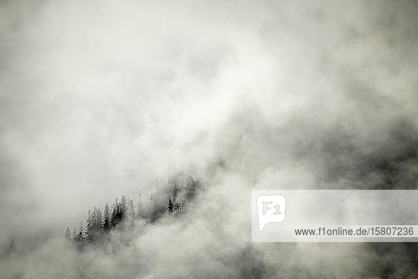 Herbstwald mit Nebel  Lenggries  Oberbayern  Deutschland  Europa