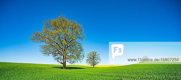 Panorama  Große Solitär-Eichen (Quercus) im Feld im Frühling  Getreide- und Rapsfeld  blauer Himmel  Burgenlandkreis  Sachsen-Anhalt  Deutschland  Europa