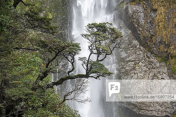 Branch of a tree in front of waterfall  Devils Punchbowl Falls  Arthur's Pass  Canterbury Region  Southland  New Zealand  Oceania