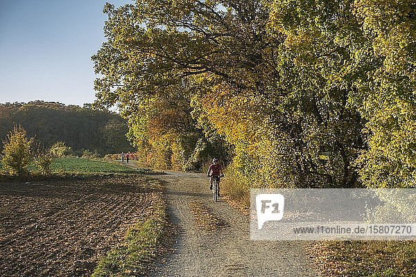 Radfahrerin auf Feldweg Bad Vöslau Niederösterreich Österreich Europa