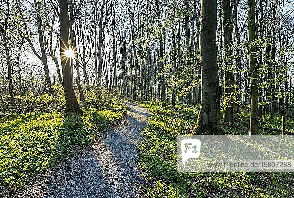 Wanderweg durch Rotbuchenwald (Fagus sylvatica) im Frühling  mit Sonnenstern  Nationalpark Hainich  Thüringen  Deutschland  Europa