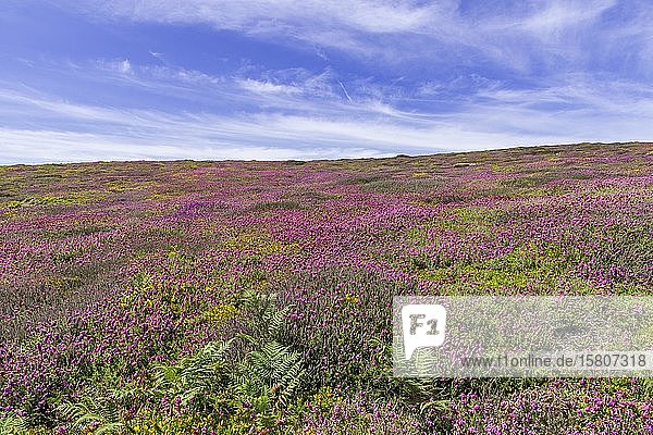Blühendes Heidekraut (Erica) am Cap de la Chévre Crozon Département Finistère Frankreich Europa
