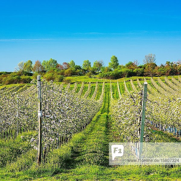 Obstplantage im Frühling  blühende Apfelbäume (Malus domestica)  Obstanbaugebiet  Aseleben  Sachsen-Anhalt  Deutschland  Europa