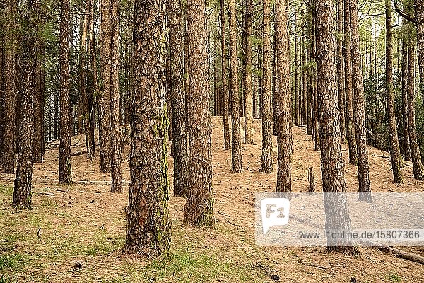 Wald mit Kanarische Kiefer (Pinus canariensis) La Palma Kanaren Spanien Europa