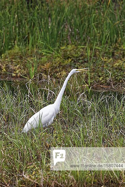 Silberreiher (Ardea alba) im Schilf auf Futtersuche, Rainbow River, Rainbow Springs State Park, Dunnelon, Florida, USA, Nordamerika