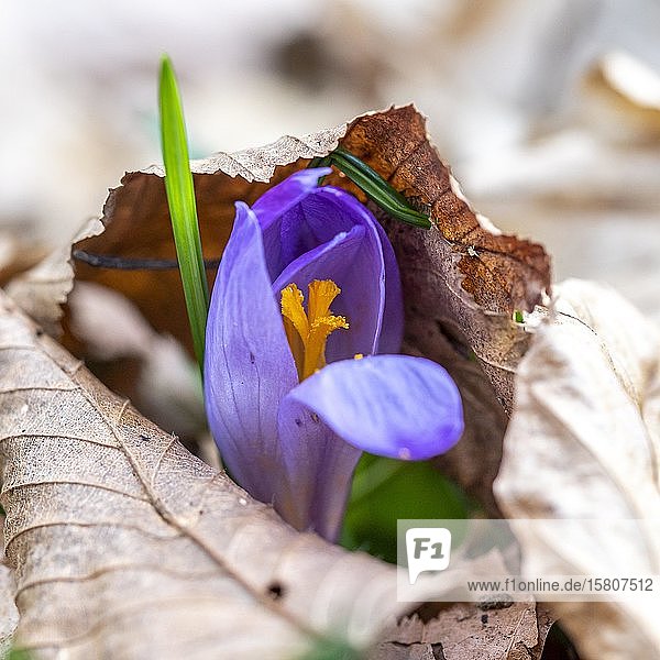Krokus (Crocus) zwängt sich durch trockenes Laub Steiermark Österreich Europa