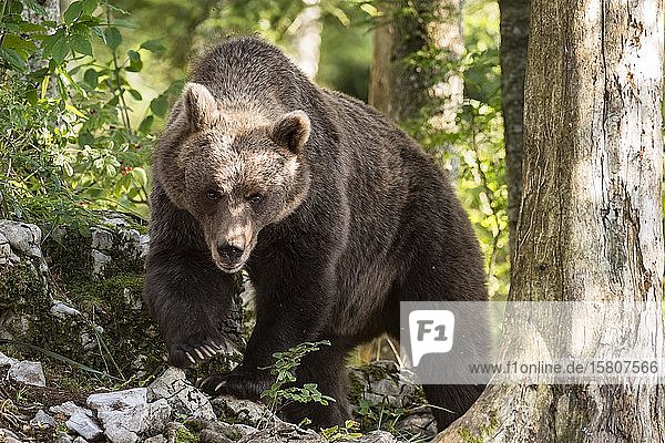 Europäischer Braunbär (Ursus arctos arctos) im Wald  in freier Wildbahn  Region Notranjska  Dinarische Alpen  Slowenien  Europa