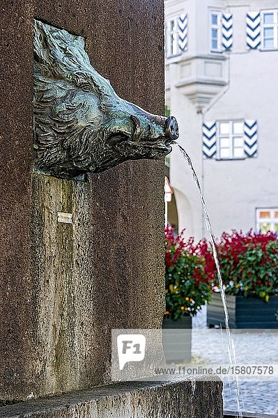 Trinkwasserbrunnen  Skulptur Bronze Wildschweinkopf  Eber  Altstadt  Ebersberg  Oberbayern  Bayern  Deutschland  Europa