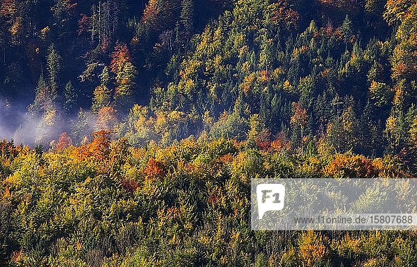 Herbst  bunter Laubwald am Mondsee  Salzkammergut  Oberösterreich  Österreich  Europa