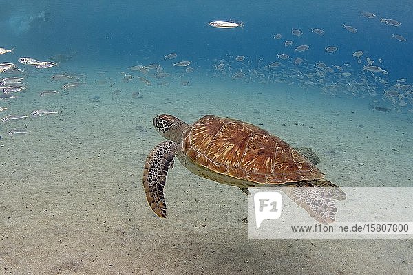 Grüne Meeresschildkröte (chelonia mydas) an der Playa Grandi  West-Curacao  Curacao  Südamerika