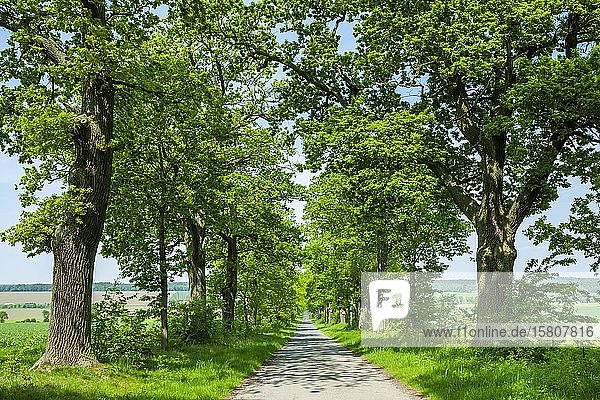 Stieleiche (Quercus robur)  Allee  Hessen  Deutschland  Europa