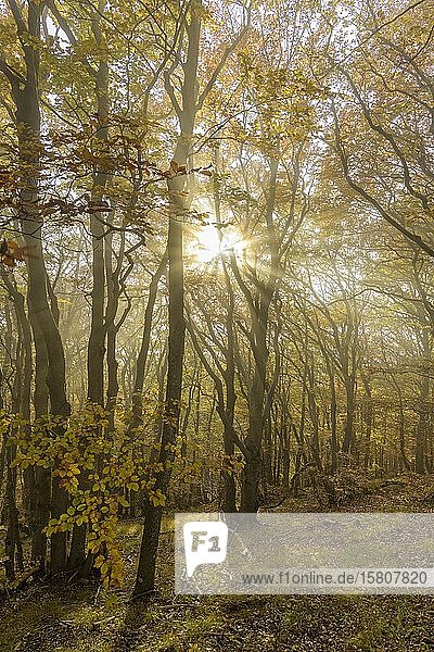 Herbstlicher Buchenwald mit Nebel,  Hocheck,  Furth an der Triesting,  Niederösterreich,  Österreich,  Europa