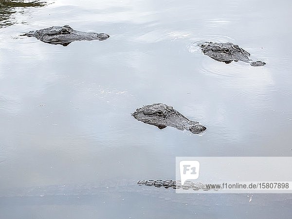 Amerikanische Krokodile (Crocodylus acutus) im Wasser  in Gefangenschaft  St. Augustine Alligator Farm Zoological Park  St. Augustine  Florida  USA  Nordamerika