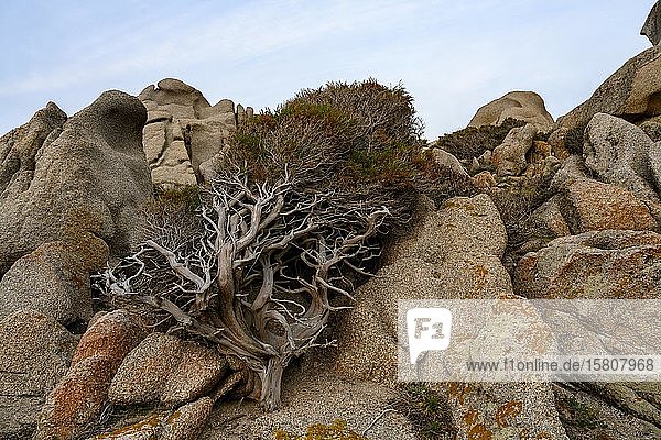 Vom Wind geformter Wacholderbaum (Juniperus) wächst zwischen Felsen Windflüchter Sardinien Italien Europa