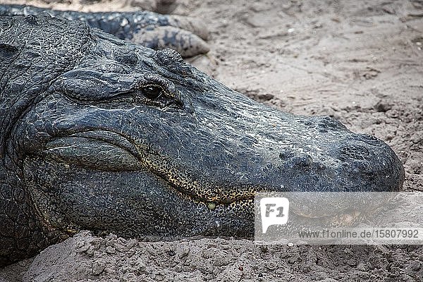 Amerikanischer Alligator (Alligator mississippiensis) im Sand  Porträt  Seitenansicht  in Gefangenschaft  St. Augustine Alligator Farm Zoological Park  St. Augustine  Florida  USA  Nordamerika
