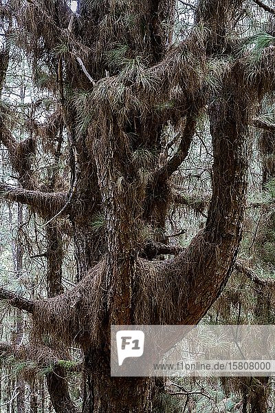 Canary Island pine (Pinus canariensis) thickly hung with dry needles on the branches portrait format La Palma Canary Islands Spain Europe