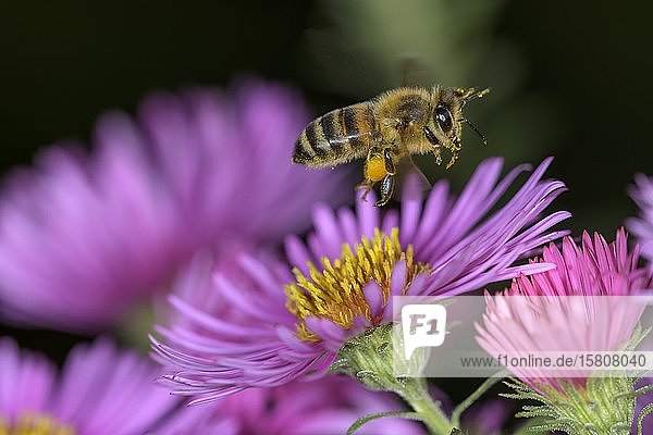 Honigbiene (Apis mellifera) über Asterblüte (Aster) Berndorf Niederösterreich Österreich Europa
