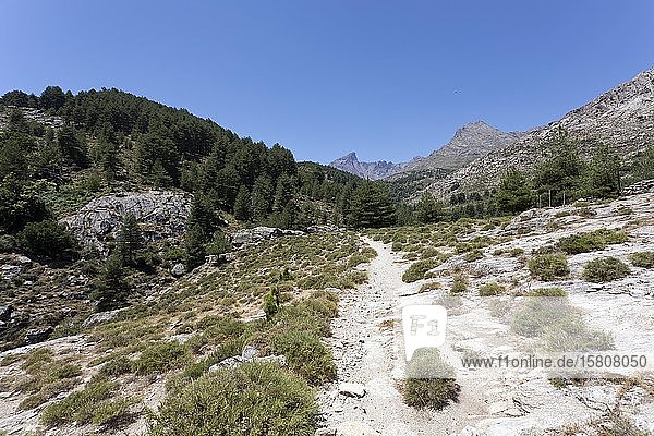 Wanderweg auf ehemaligen Saumpfaden in den Bergen von Korsika  Albertacce  Korsika  Frankreich  Europa