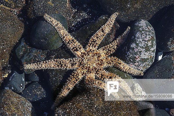 Multi-armed starfish (Coscinasterias tenuispina) in tidal pools Valle Gran Rey La Gomera Canary Islands Spain Europe