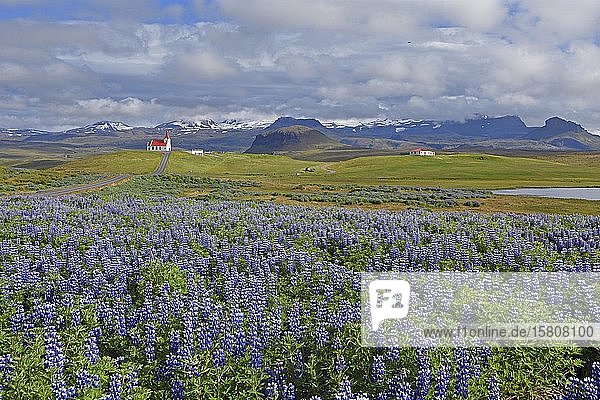 Lupinia (Lupinus) und die Kirche von Ingjaldshóll dahinter der wolkenverhangene Snaefellsnessjökull  Snaefellsness Halbinsel  Island  Europa