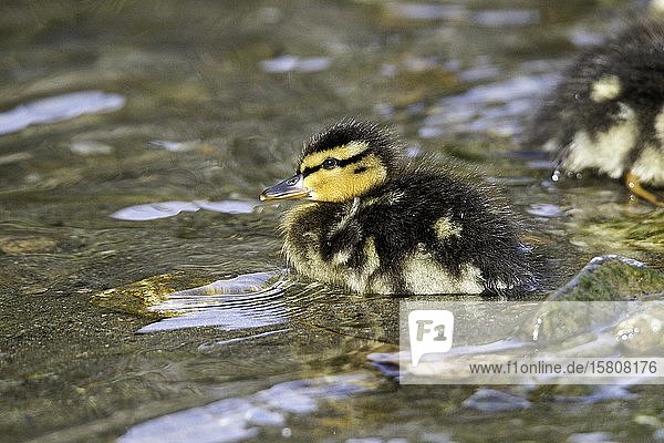 Stockente (Anas platyrhynchos) Küken schwimmt im Bach Weizbach Weiz Österreich Europa