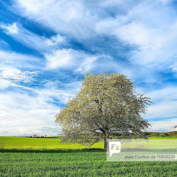 Frühlingslandschaft  blühender Kirschbaum (Prunus)  grüne Felder  blauer Himmel mit Wolken  bei Freyburg  Burgenlandkreis  Sachsen-Anhalt  Deutschland  Europa