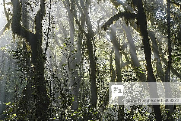 Moss-covered trees in cloud forest  Garajonay National Park  La Gomera  Canary Islands  Spain  Europe