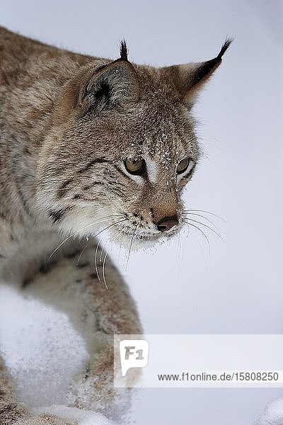 Eurasischer Luchs (Lynx lynx)  erwachsen  in Gefangenschaft  im Winter  im Schnee  Futtersuche  Porträt  Montana  Nordamerika  USA  Nordamerika