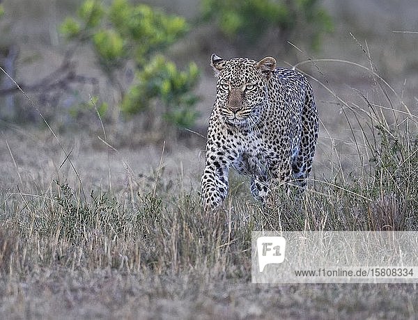 Leopard (Panthera pardus) in the grass Masai Mara game reserve Kenya Africa