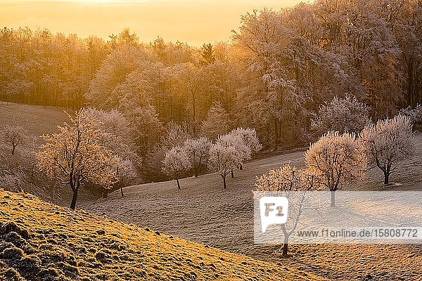 Obstbäume mit Raureif bei Sonnenaufgang im Winter  Kulmland  Oststeiermark  Steiermark  Österreich  Europa