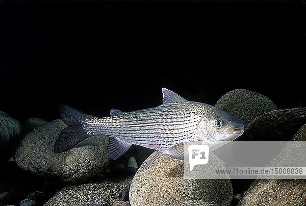 Europäische Äsche (Thymallus thymallus) captive Frankreich Europa