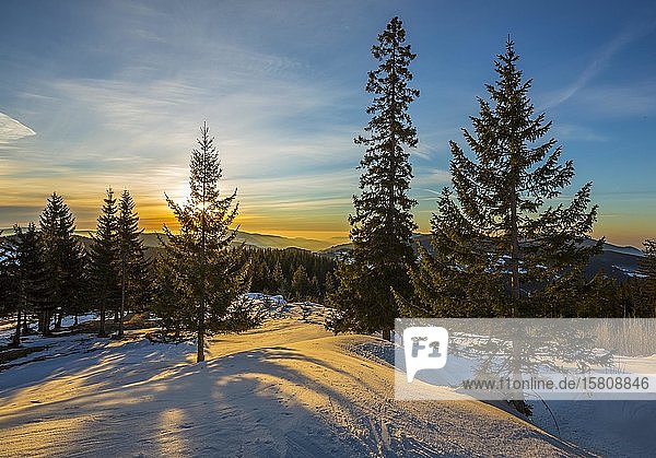 Schneebedeckte Alm bei Sonnenaufgang mit Fichten (Picea)  Sommeralm  Almenland  Steiermark  Österreich  Europa