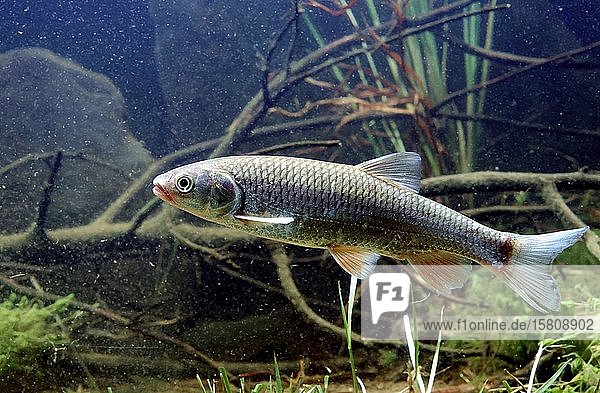 Döbel (Leuciscus cephalus) Seitenansicht captive Frankreich Europa