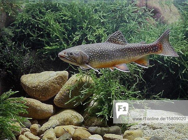 Bachsaibling (Salvelinus fontinalis) captive Frankreich Europa
