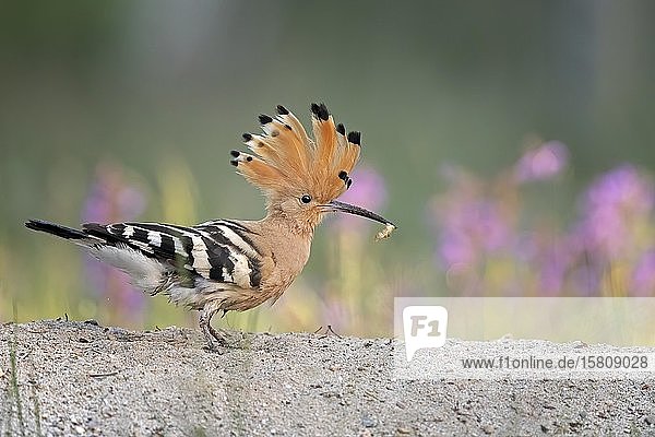 Wiedehopf (Upupa epops)  Männchen mit Raupe als Beute  Biosphärenreservat Mittlere Elbe  Sachsen-Anhalt  Deutschland  Europa