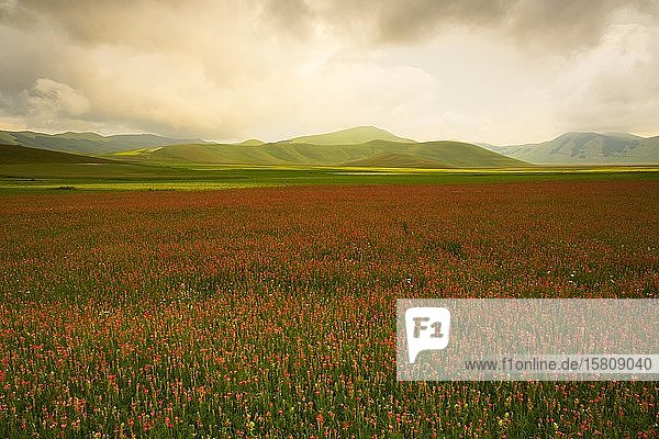 Rot blühendes Feld mit Hügeln dahinter im Abendlicht  Klee (Trifolium)  Castellucio  Italien  Europa