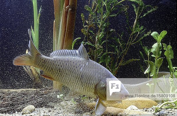 Karpfen (Cyprinus carpio) captive Frankreich Europa