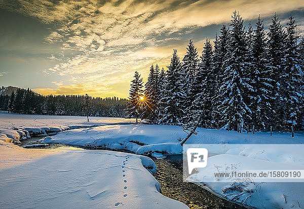 Sonnenuntergang mit Bach  Wald  Sonnenstern  Fichten (Picea)  Teichalm  Sommeralm  Steiermark  Österreich  Europa